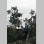 370 der letzte dicke Ast faellt...JPG 370 der letzte dicke Ast faellt...JPG